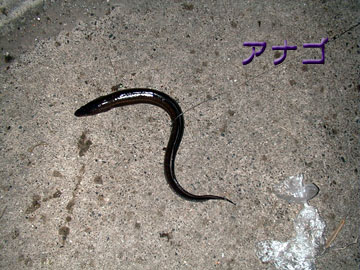 ̒40cm̃AiSB